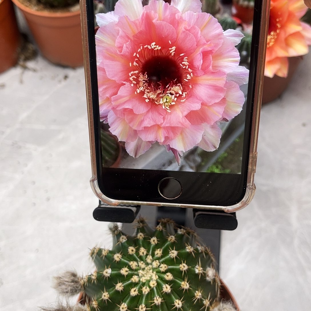 彩草紫薇6公分左右