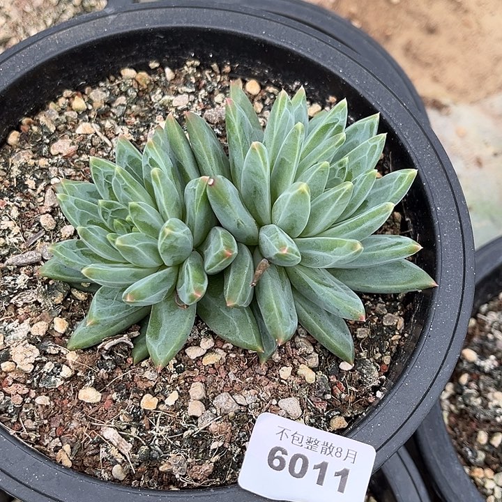 阿雅园艺。      6011梵高