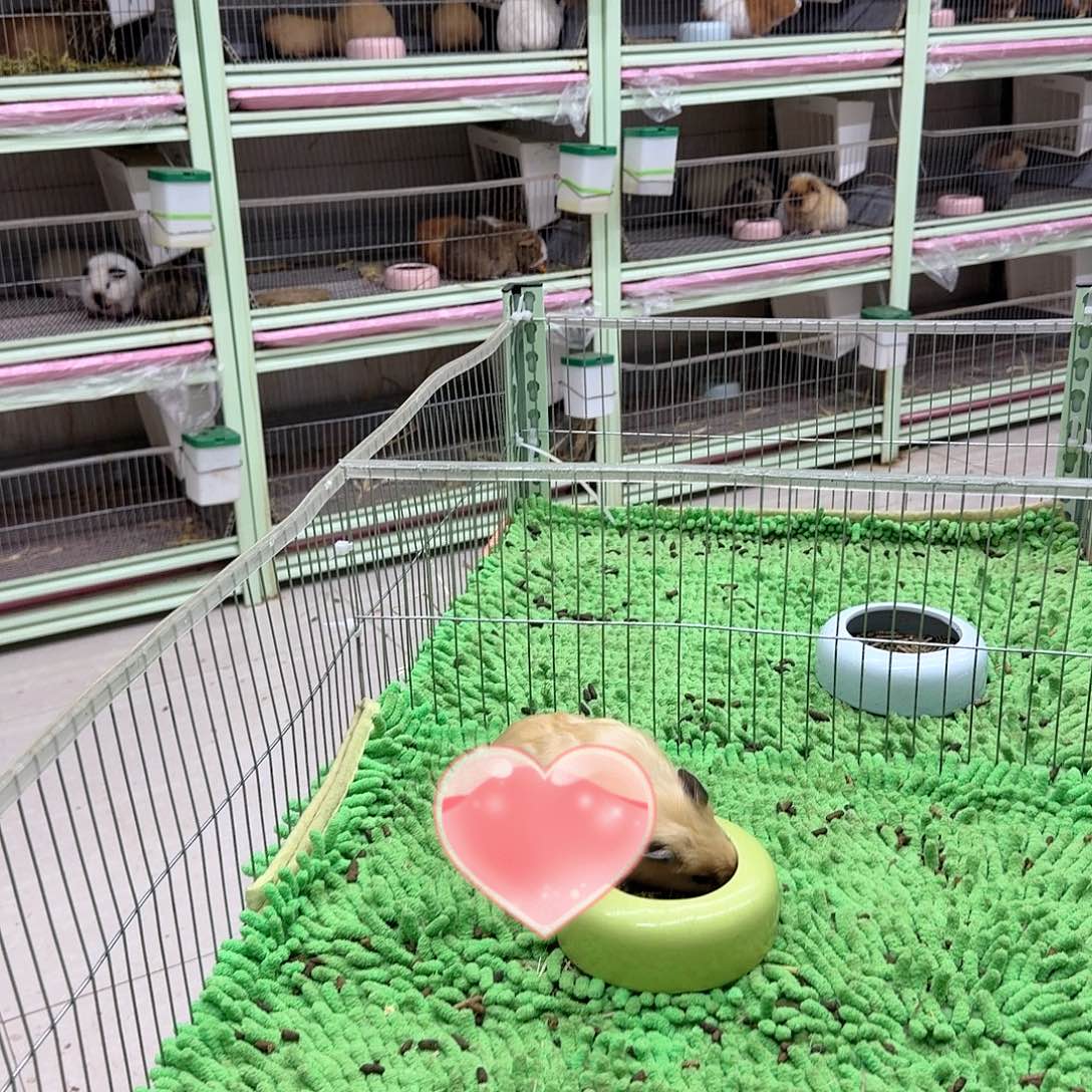 豚鼠包邮包活健康到家，活体小宠物