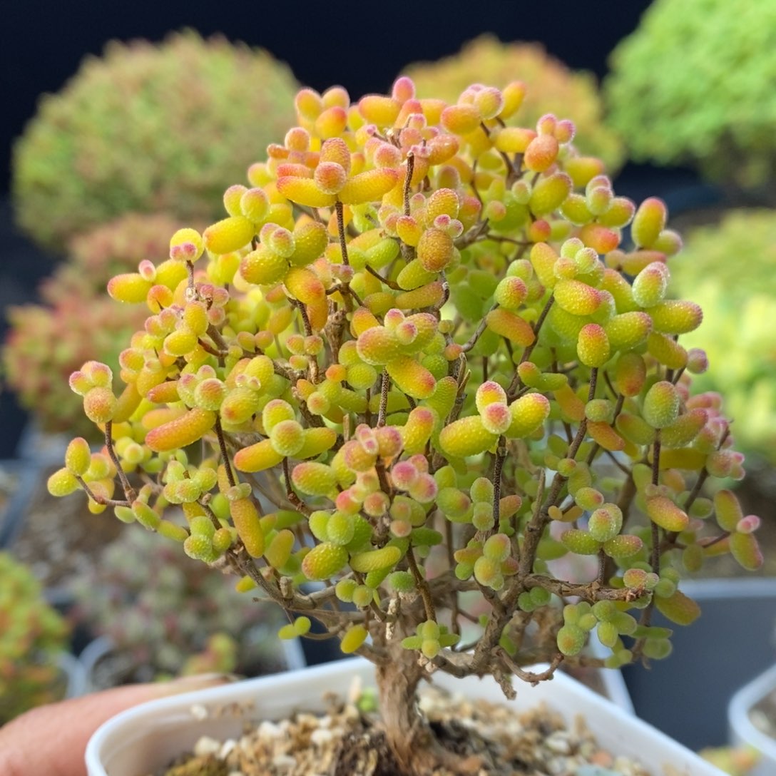 916金橘糖球。    