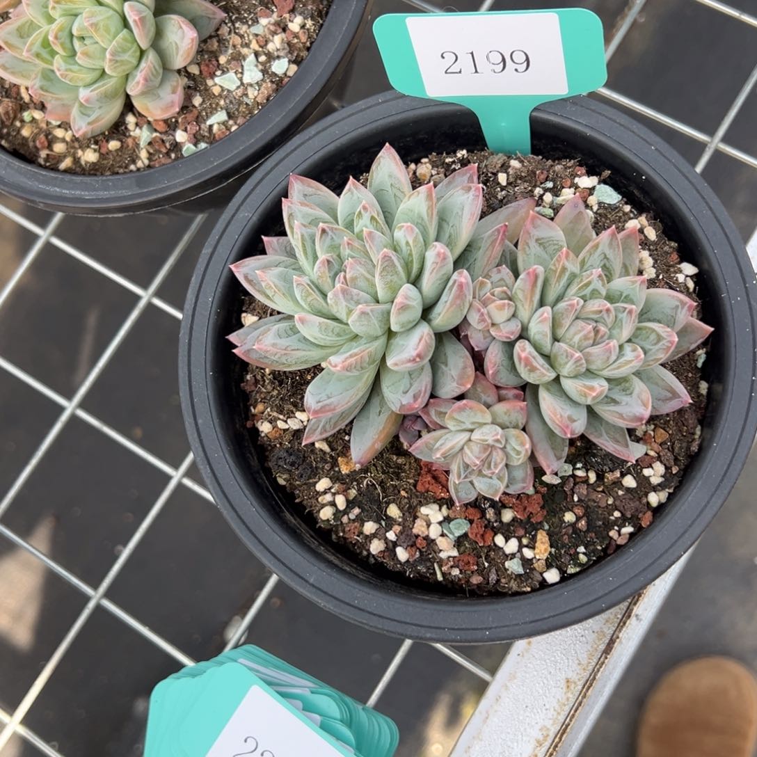 要****?2199肉多哦多哦多么多哦肉