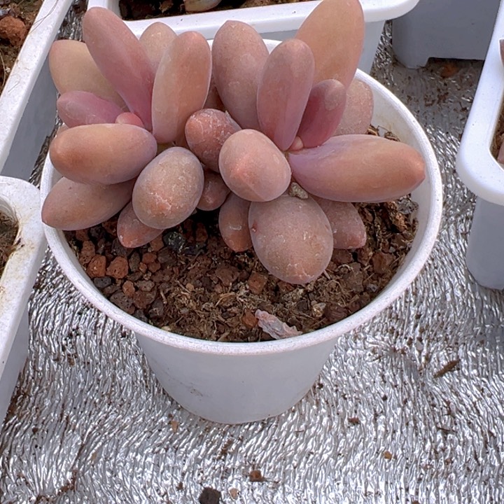 糖果美人【一物⼀拍】两单包邮