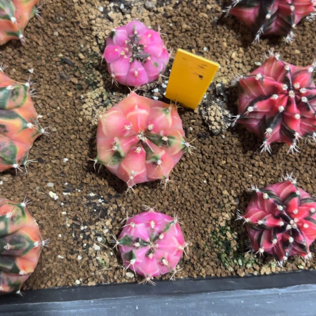 L734-0102泰国发货 娃娃脸