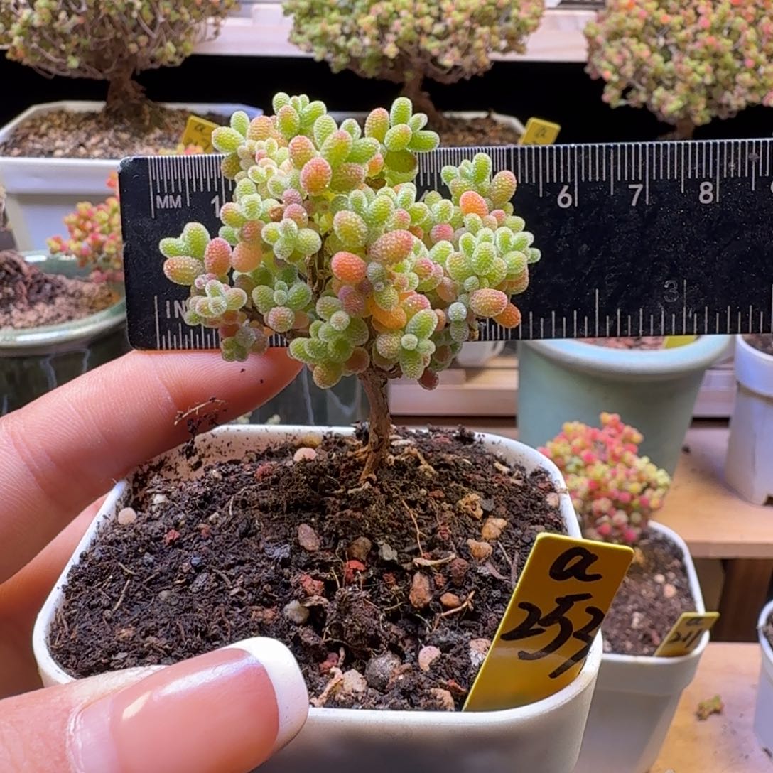 a253号橘子糖冠服5厘米左右