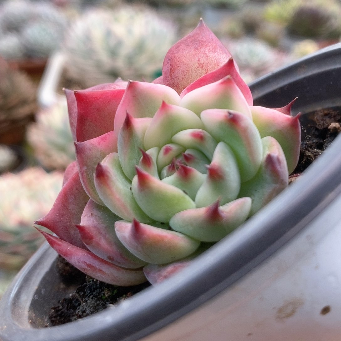 042锦锦锦锦锦锦锦