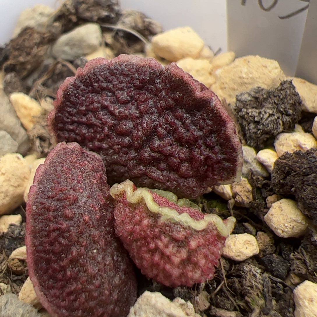 实生新品整颗多肉植物水泡