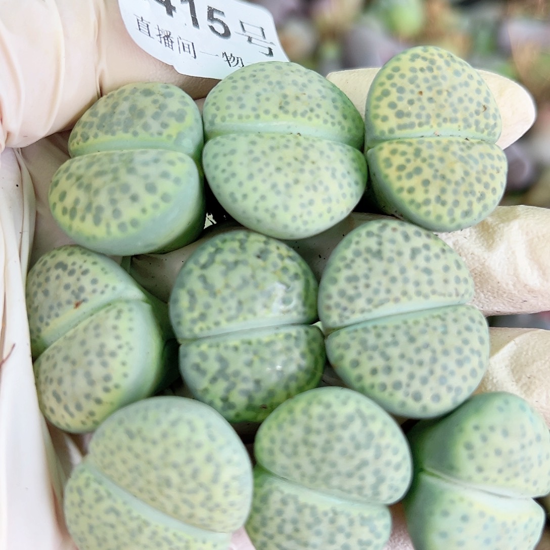 8415 好养易活生石花大母本9个