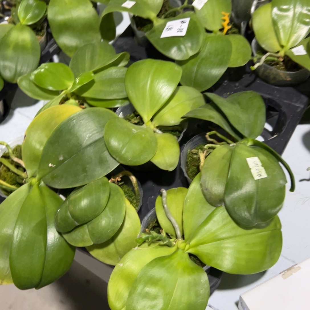 完全开放特价瑕疵苗6颗 任何原因都不售后