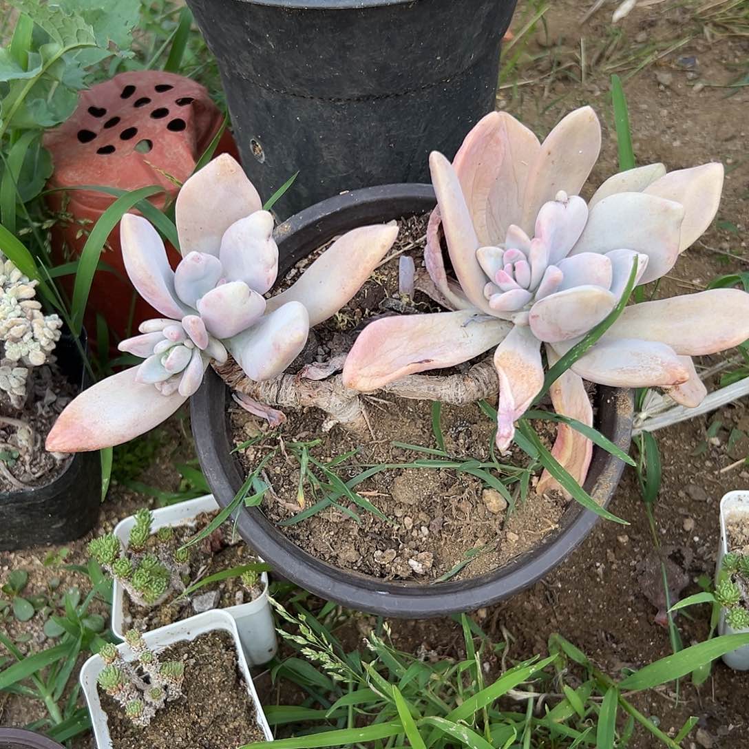 多肉植物奥普老庄