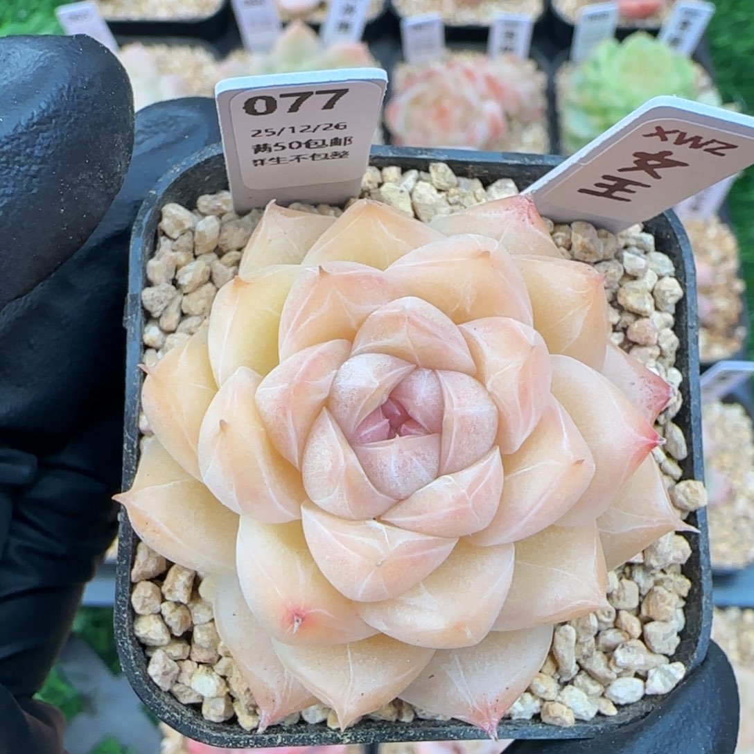 077  女王   5厘米盆  