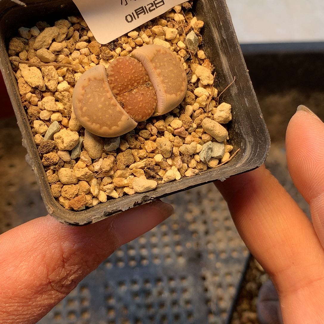 B363多肉植物保护研究所