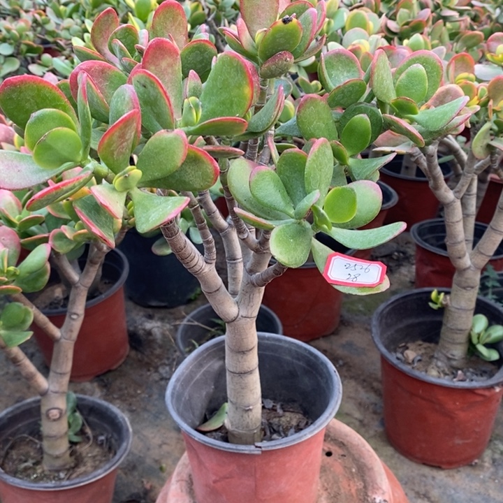 s***雄黄金花月一物一拍