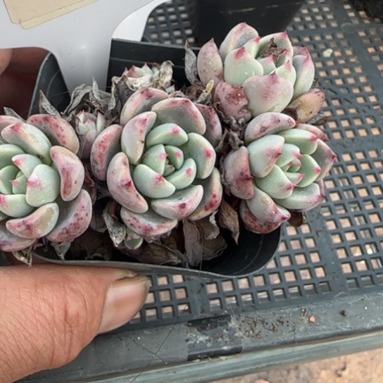 43娜娜小勾一物一拍多肉