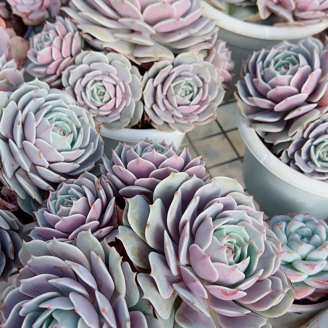 露娜莲四头起发精品桃花