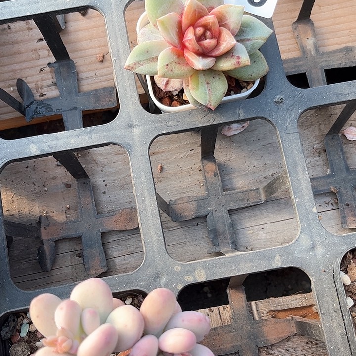 ?*行多肉植物一物一拍