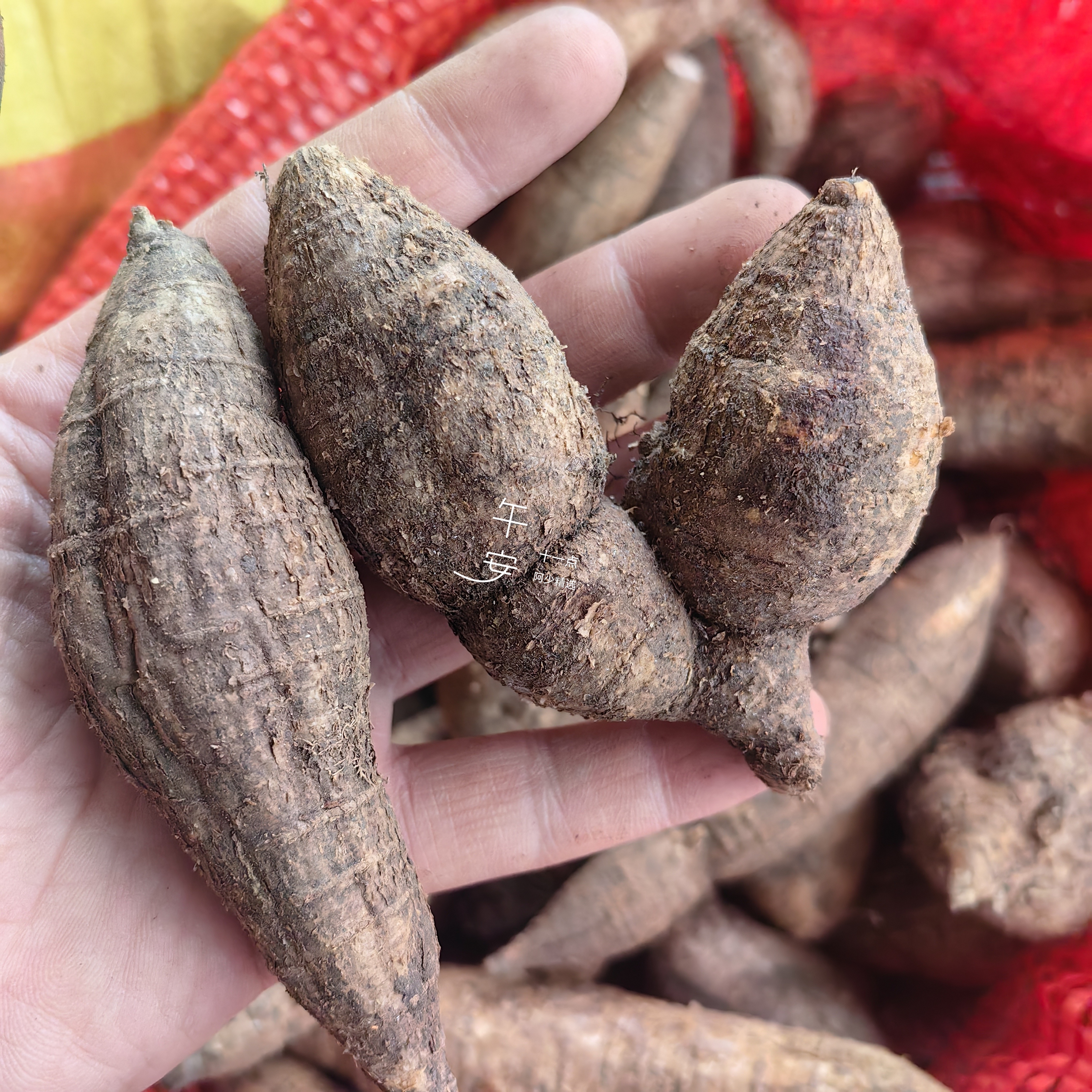 广西野货牛大力根薯粉质深山农人采挖大力薯根泡洒煲汤包邮