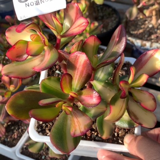 803卷叶脱土发货