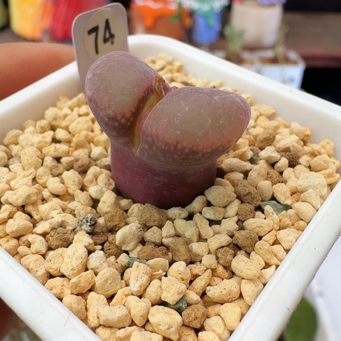 多肉植物福利风铃74