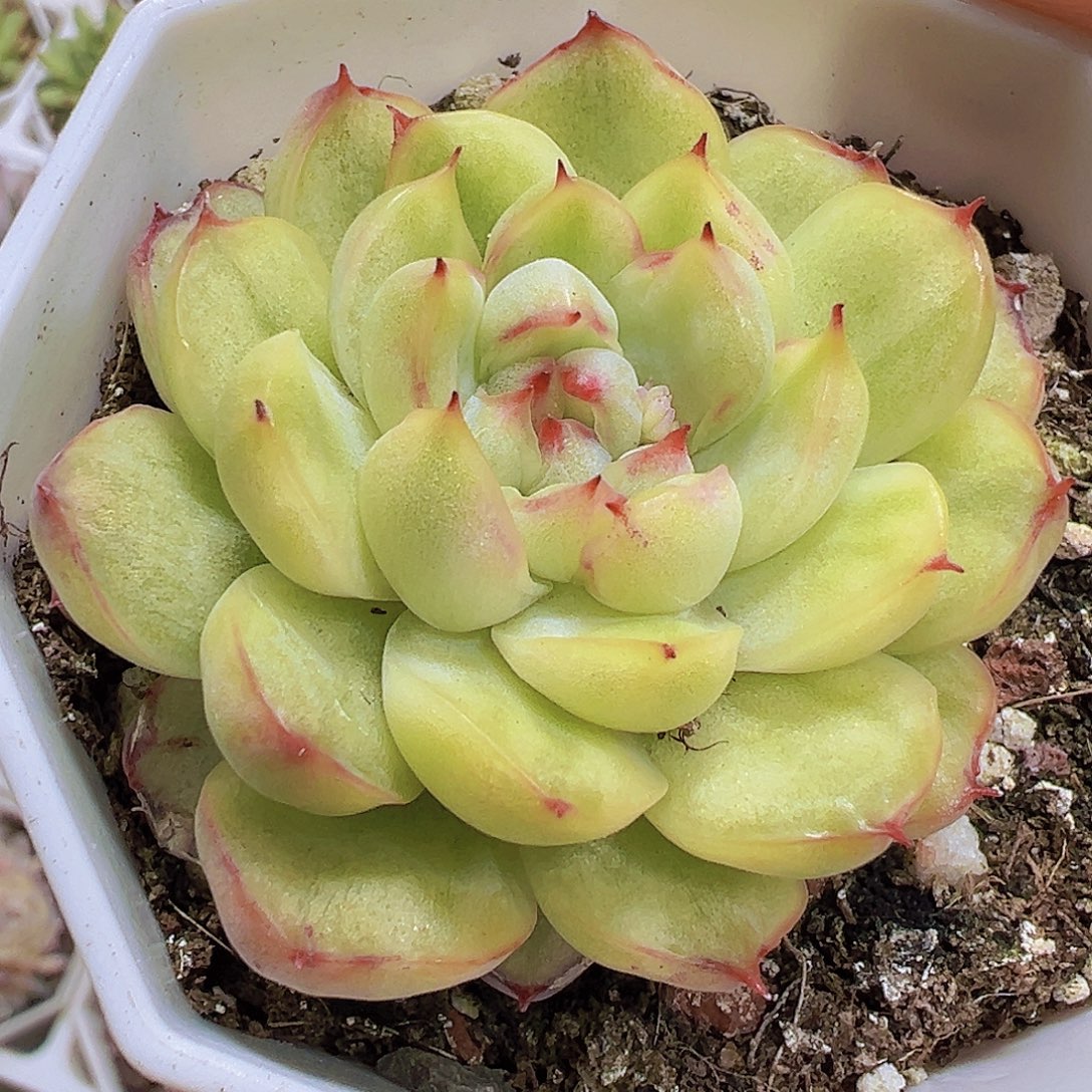 冰天使锦19包邮多肉植物