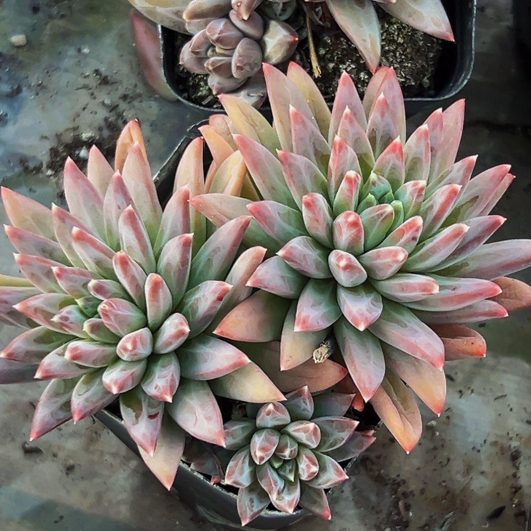 桔云多肉美人精品系列