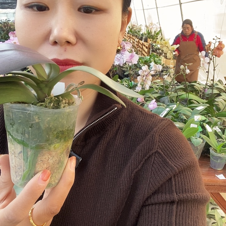 无花朵青铜女孩蝴蝶兰