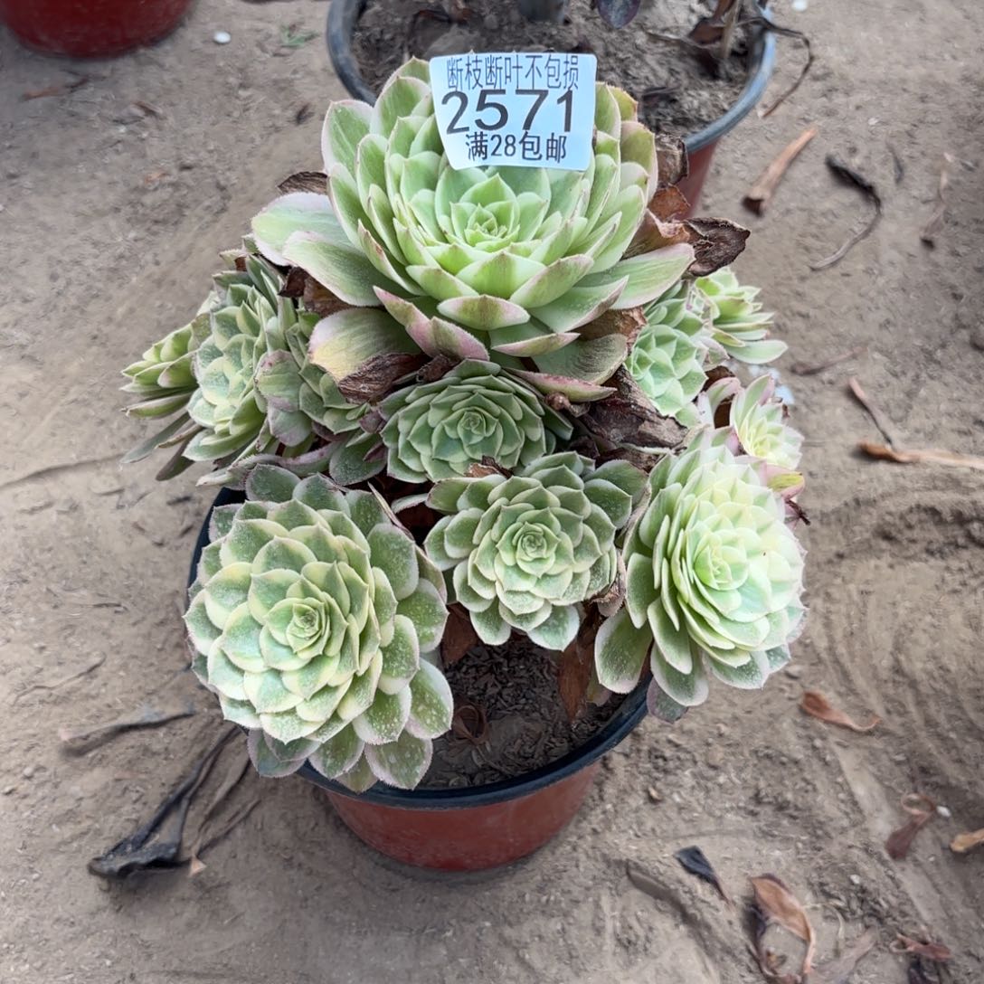 M. 2571海王多肉1223