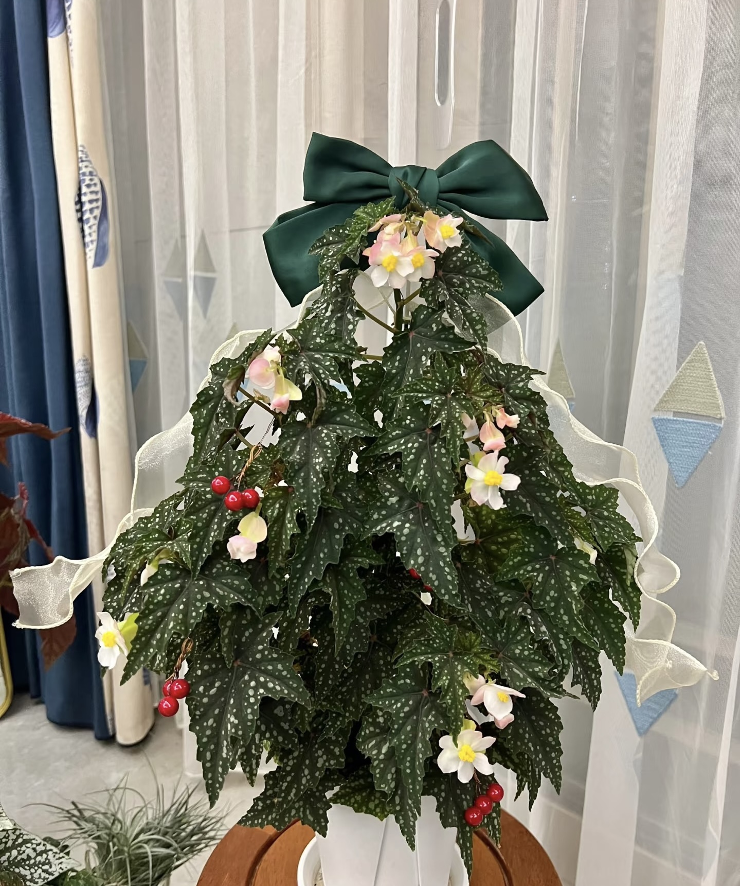 初云秋海棠高颜值新手好养室内爆花ins风耐热盆栽