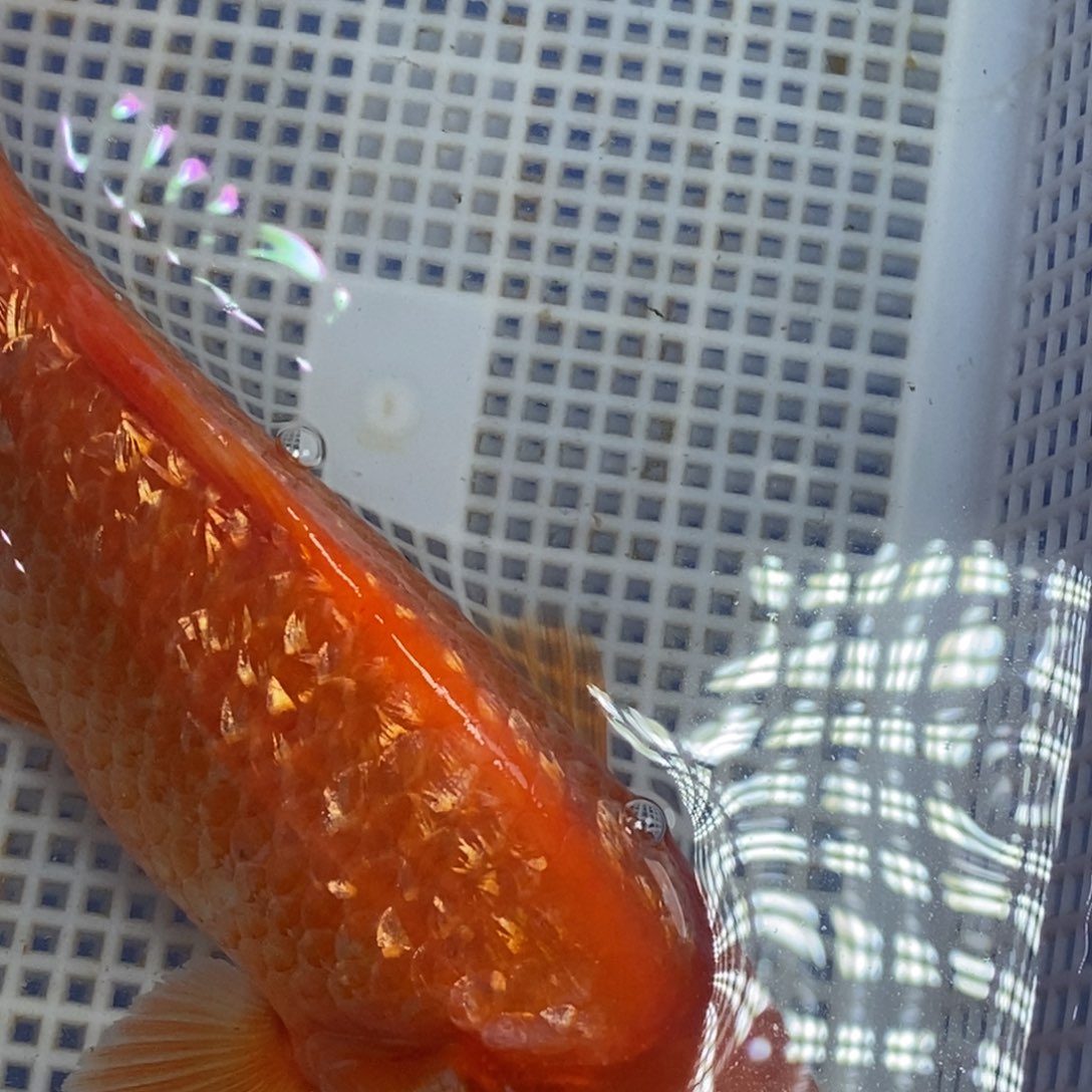 锦鲤冷水锦鲤包邮