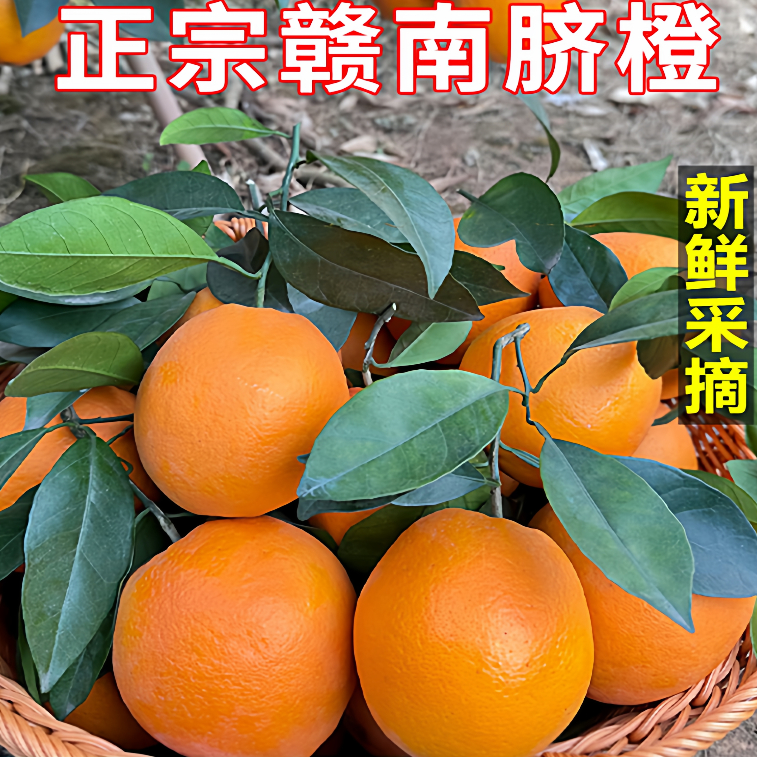 【果园发货】正宗赣南脐橙新鲜橙子手剥现摘现发