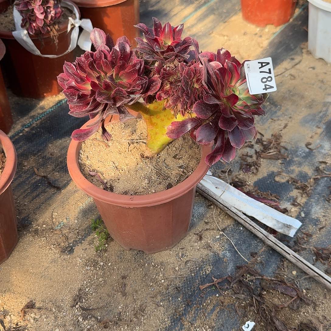 784美杜莎一颗呀呀呀呀