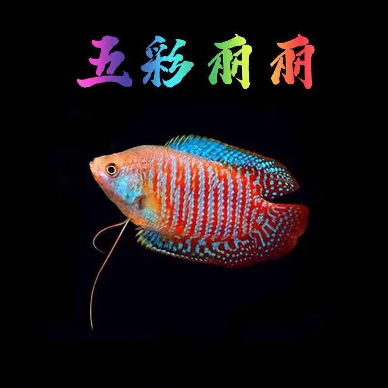 热带观赏鱼【五彩丽丽】不需要打养 好养耐活新手鱼淡（入缸不包损）