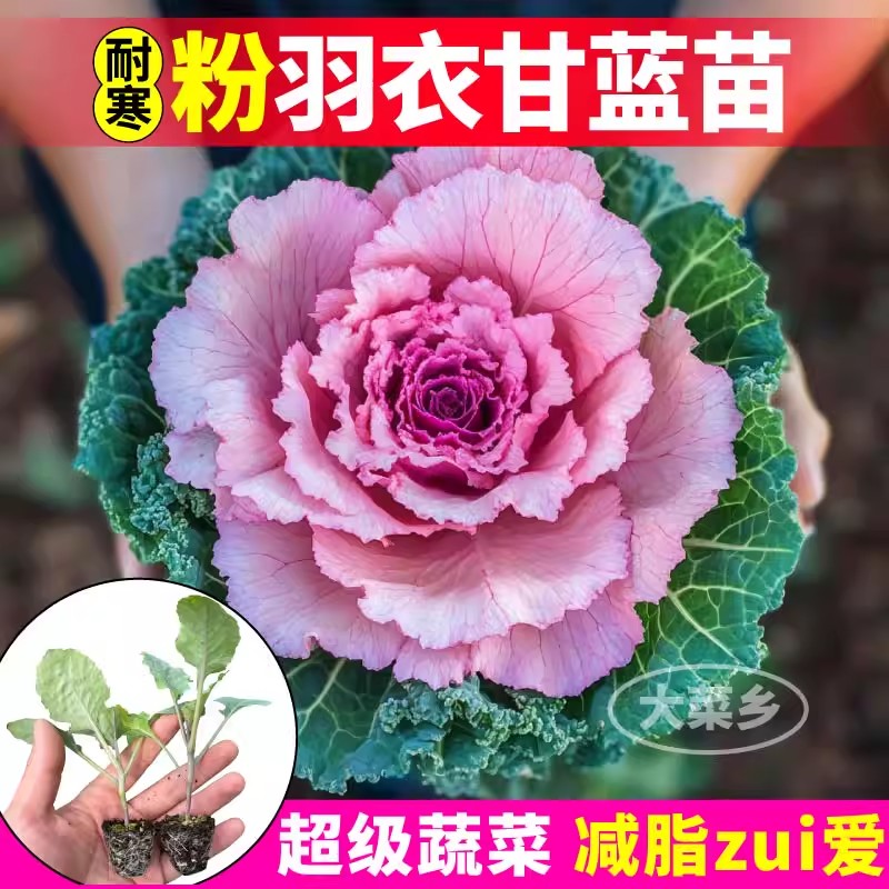 粉羽衣甘蓝苗蔬菜种子苗食用观赏蔬菜种籽菜子盆栽雨衣语衣甘篮秧