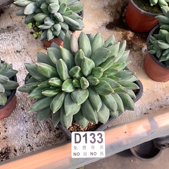 重楼缀化133 亏本处理退款拉黑7-8天发货