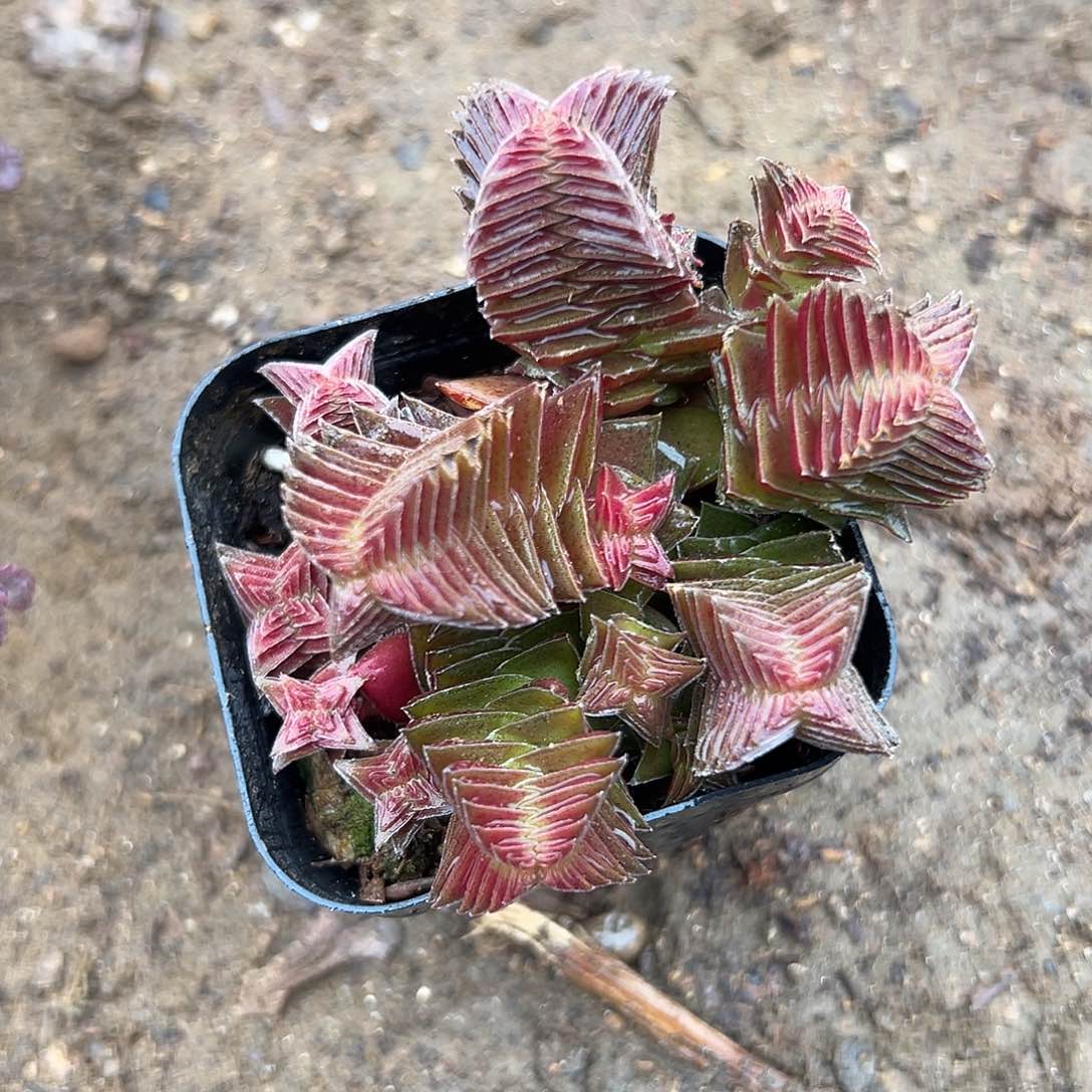 多肉植物茜之塔群