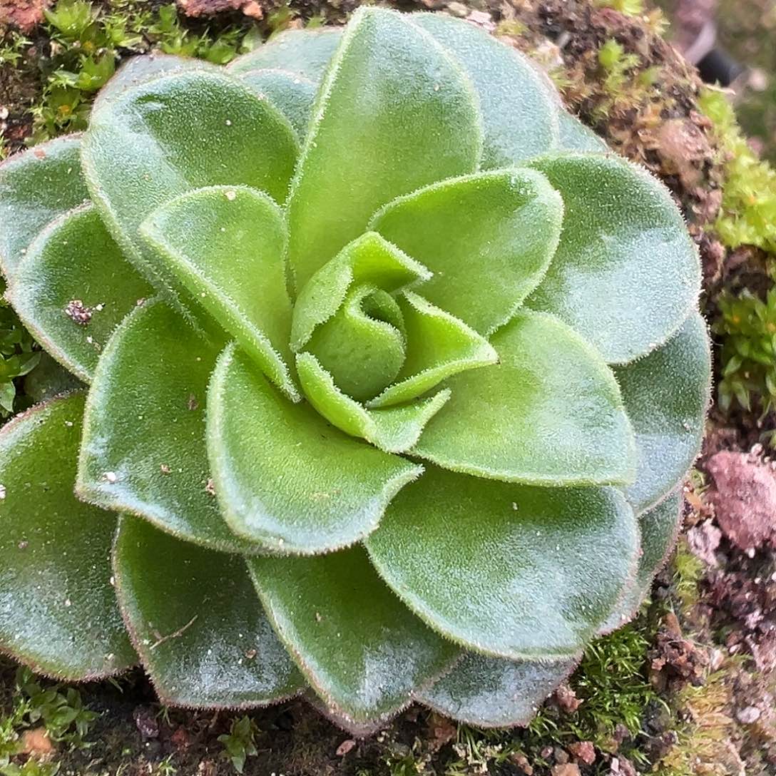 糖糖570 忘川龙吟