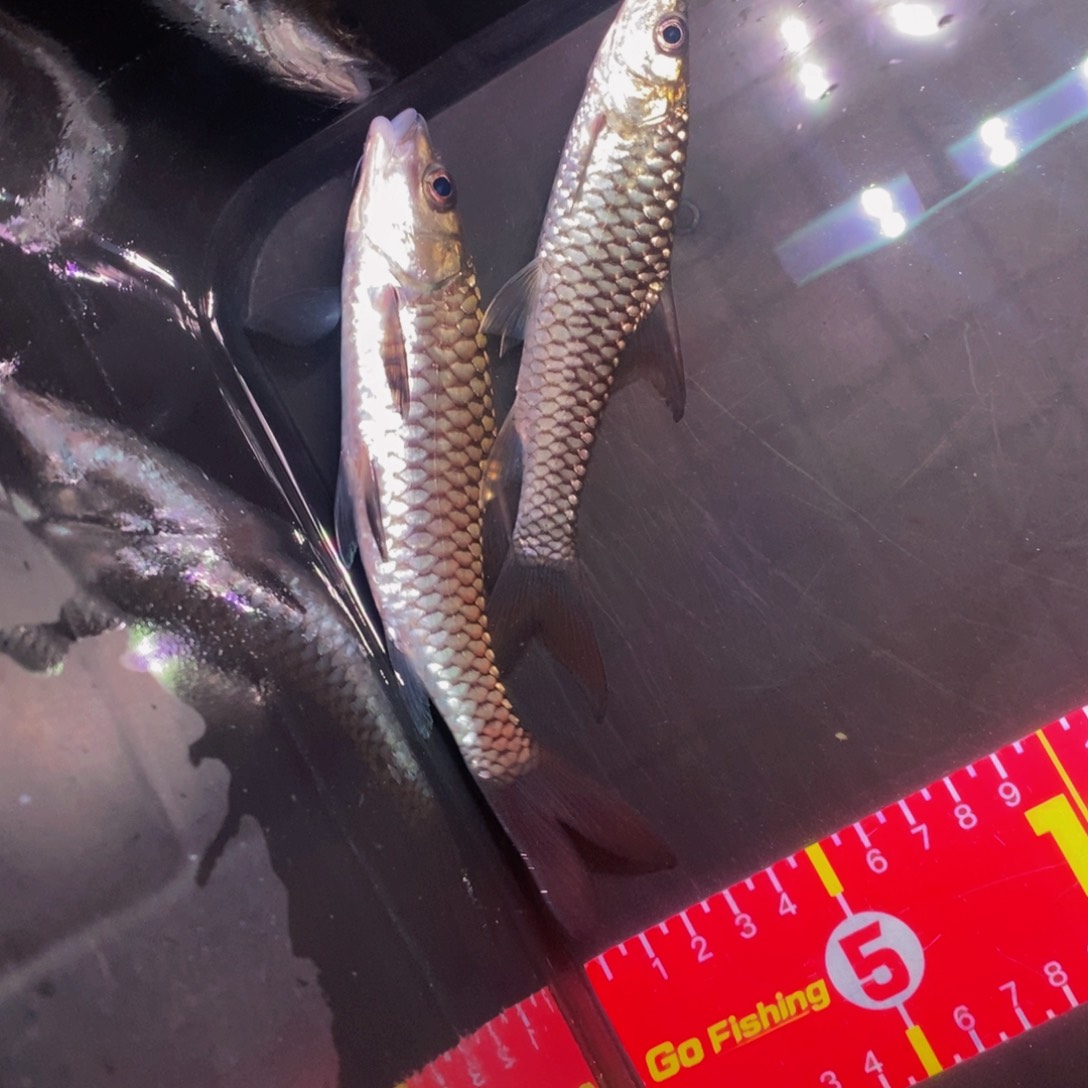 吉罗鱼15-17厘米盈江似野两条