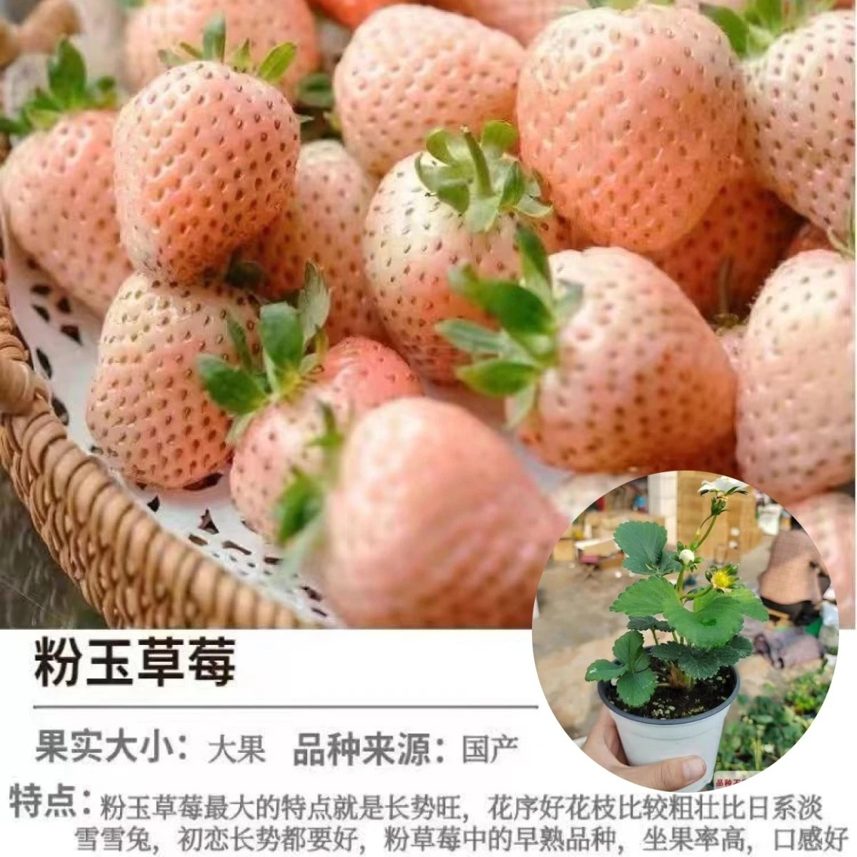 原盆原土奶油红颜苗带花带果阳台庭院南北方种植易活