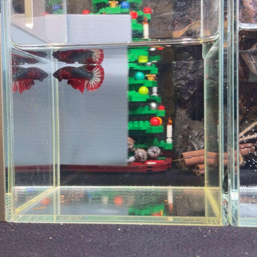 斗鱼十二月十三日竞价