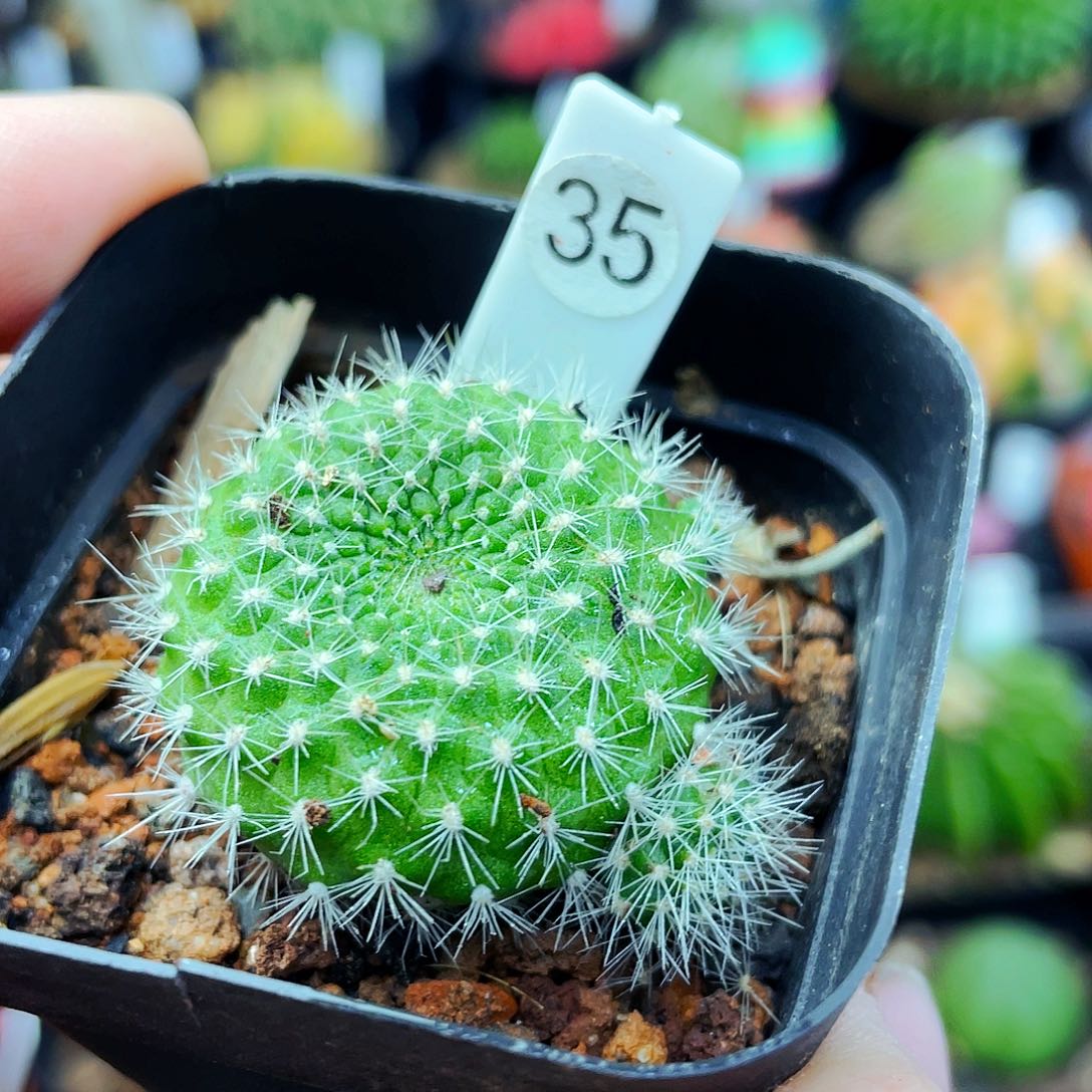 红花宝山非偏远地区满25包邮仙人球