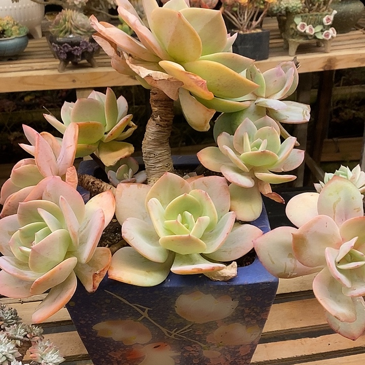 二****多肉植物肉肉植物