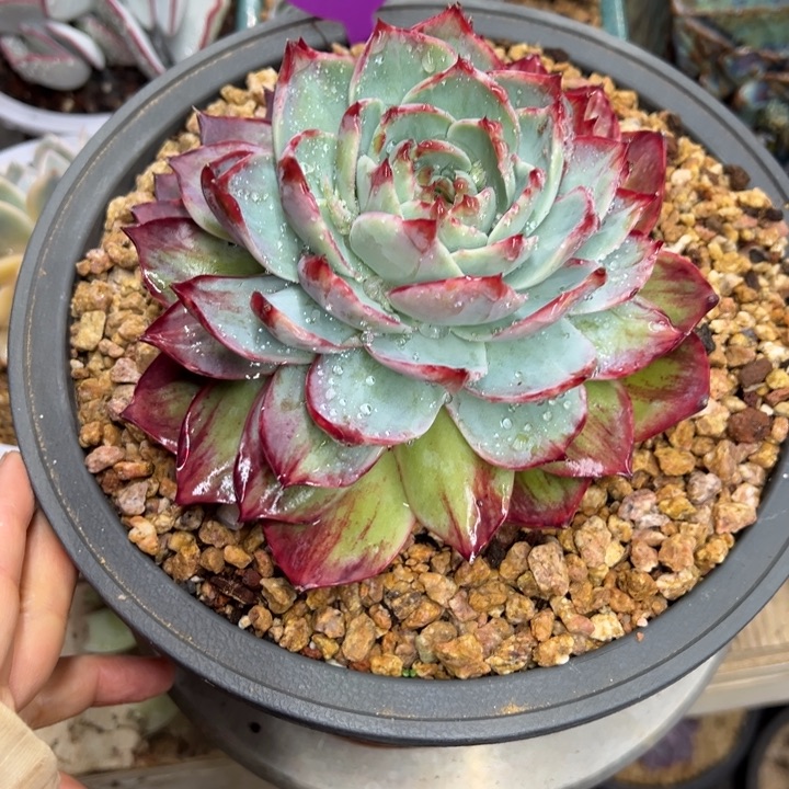 J***心21惊鸿仙子 夏鸣园艺