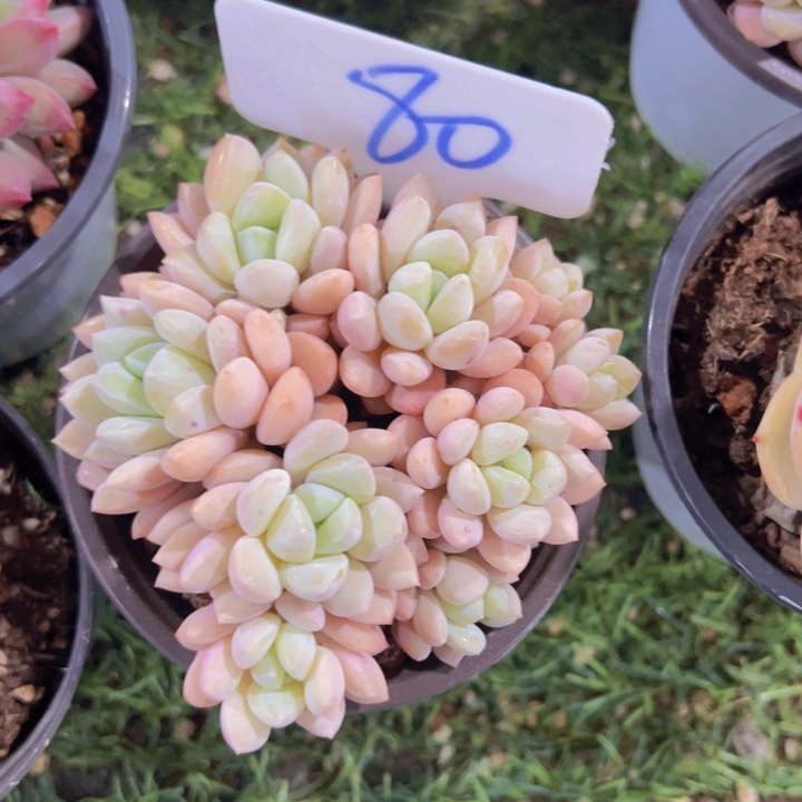 健健康康平平安安