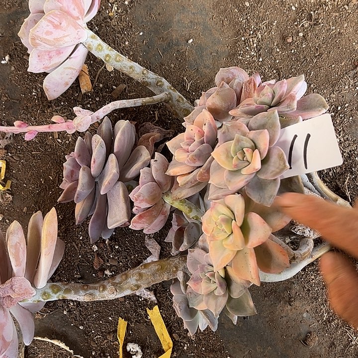 嗨****紫乐景11号多肉植物精品