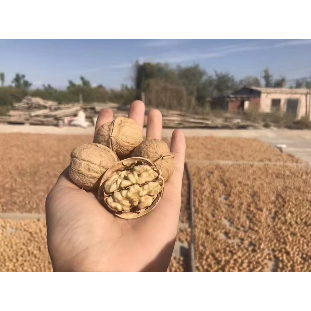2025新货新疆阿克苏185纸皮核桃新果新疆正宗薄皮大核桃
