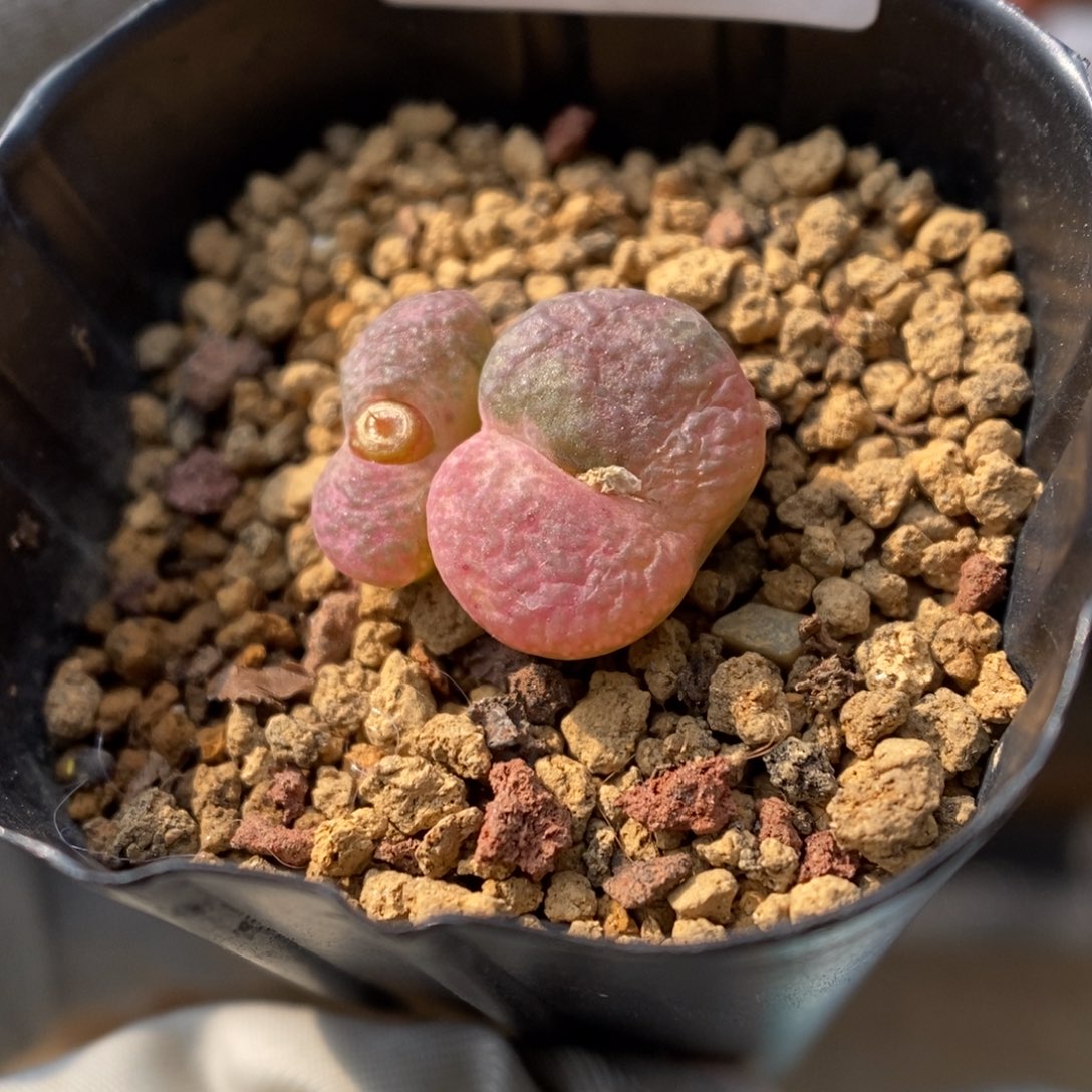 多肉植物肉锥杂交K-824