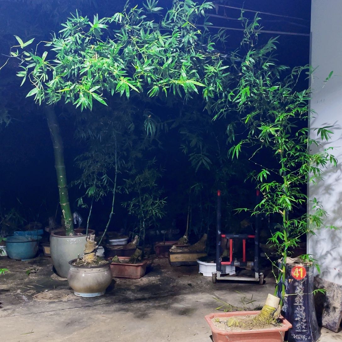D****无花朵小叶簕竹小叶簕竹熟桩塑料盆包邮 