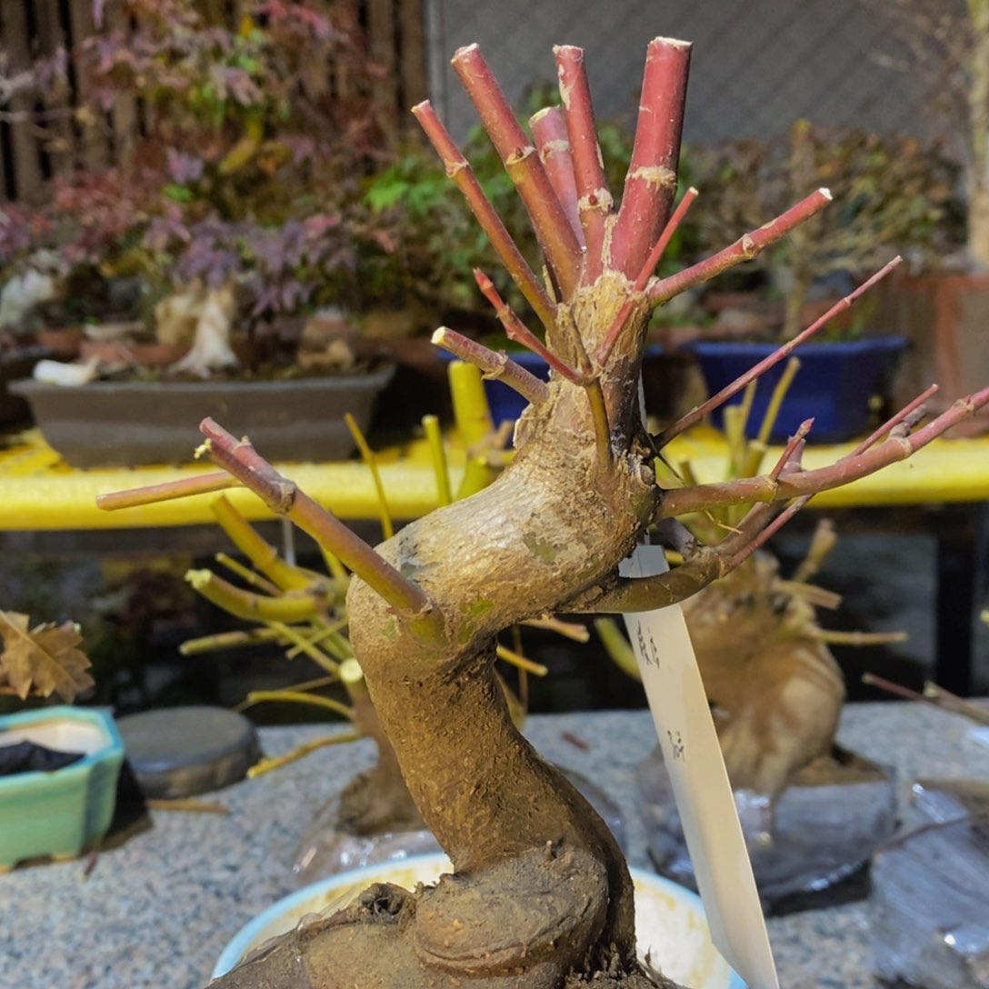 无花朵横****套原生枫树