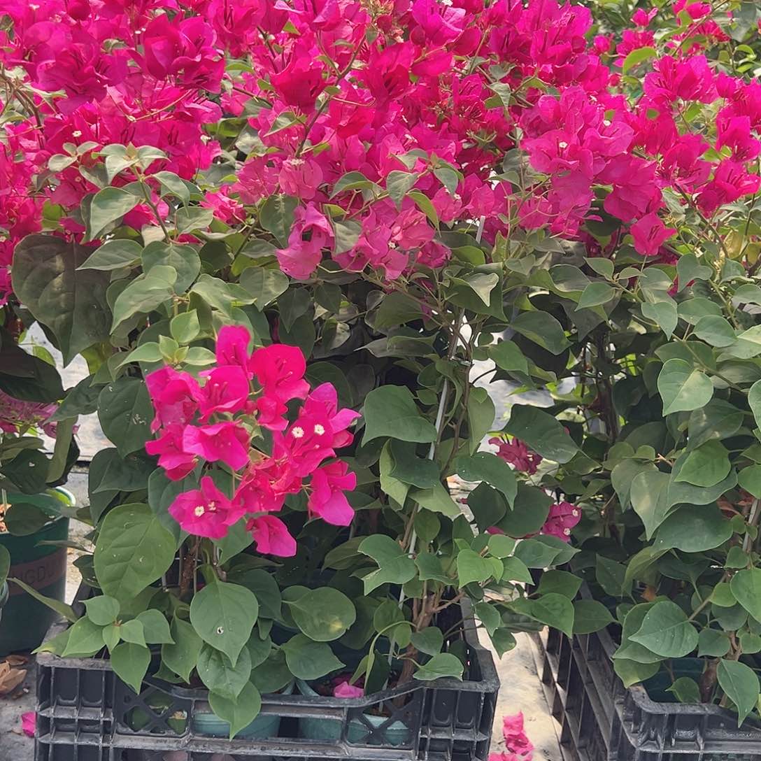 当前无花栽培后可以开花黑玫瑰带竹一棵