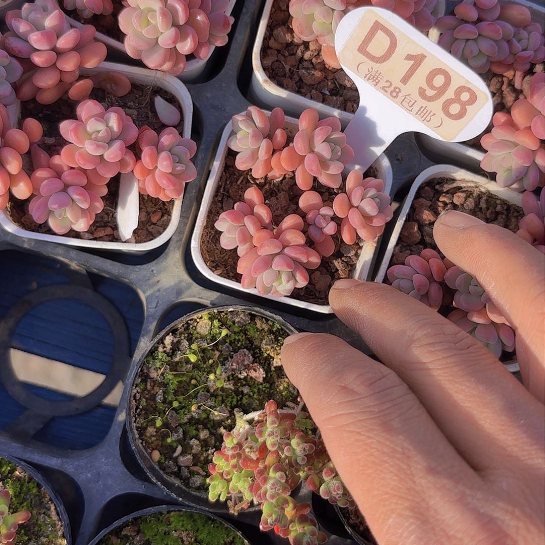 D198天线宝宝一物一拍