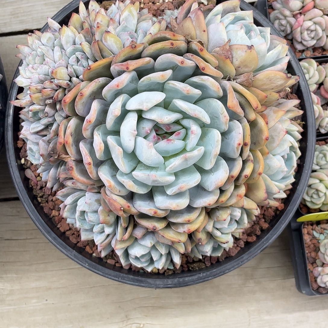 橙梦露群生带缀一个，冠幅约17.5cm